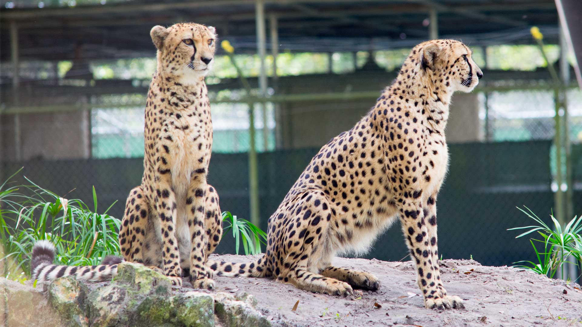 Central Florida Zoo Coalition